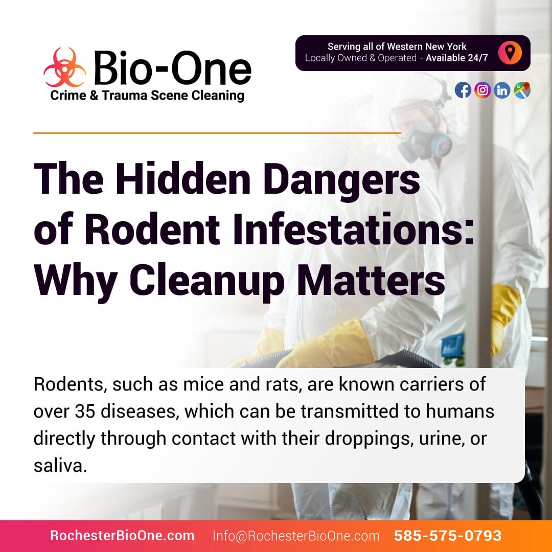 The Hidden Dangers of Rodent Infestations: Why Cleanup Matters